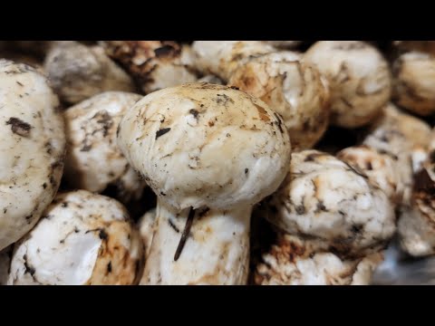 Видео: Вашингтон Мацутакэ Сбор