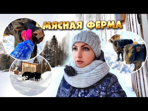 Видео: Зимнее беспривязное содержание мясных коров