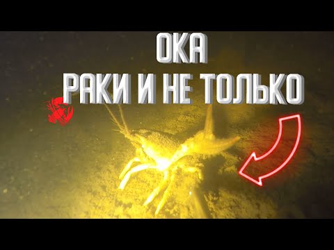 Видео: Ночная подводная охота на Оке