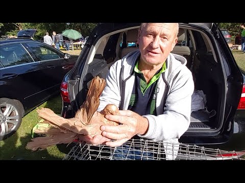 Видео: Птичий рынок.Германия.Город Бремен.