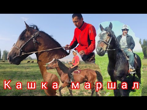 Видео: Кашка ат Маршал