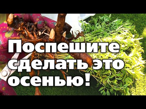 Видео: ДЕЛЕНИЕ ПИОНОВ. МАСТЕР-КЛАСС ОТ ПРОФЕССИОНАЛА