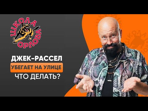 Видео: Почему джек-рассел не слушается на улице?