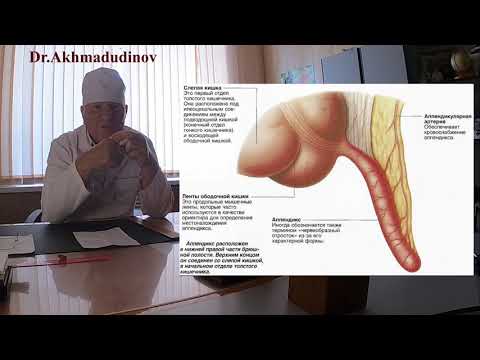 Видео: 5я часть.Орнаны брюшной полости. Лектор проф. Ахмадудинов М.Г.