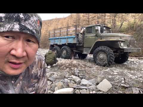 Видео: Охота на медведя в Себяне. Якутия