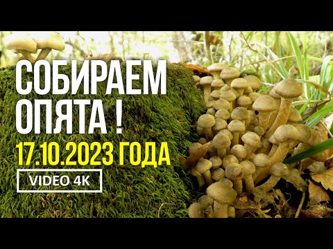 Видео: СОБИРАЕМ ОПЯТА ! 17 октября 2023 года Сбор осеннего опёнка медового (Armillaria mellea)