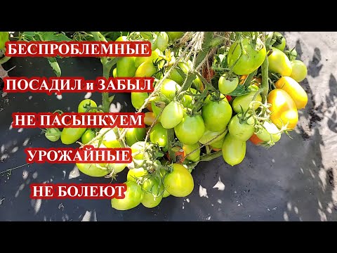 Видео: 15 СОРТОВ ТОМАТА   ПОСАДИЛ И ЗАБЫЛ, САМЫЕ БЕСПРОБЛЕМНЫЕ, НЕ НАДО ПАСЫНКОВАТЬ