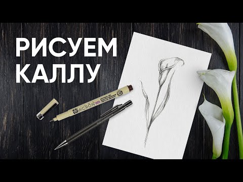 Видео: Как нарисовать каллу - Уроки рисования - Ола Ч.