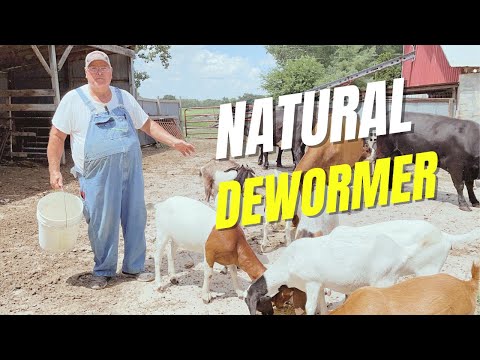 Видео: Дегельминтизация домашнего скота может быть простой, дешевой и естественной