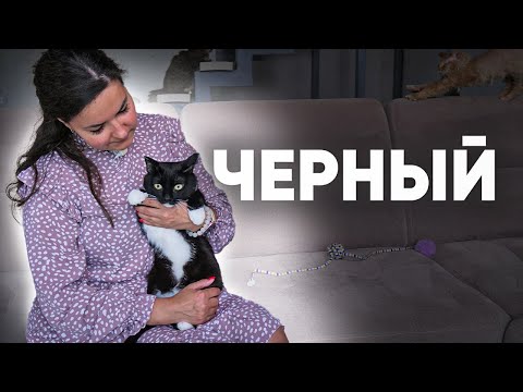 Видео: История кота по кличке Черный. Как кот попал в приют? Ищем семью для черного кота.