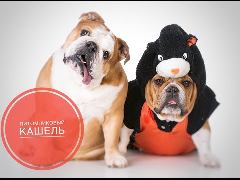 Видео: Инфекционный трахеобронхит или питомниковый кашель собак