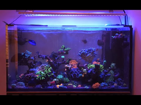 Видео: Содержание рифа с акропорами. Опыт Антона