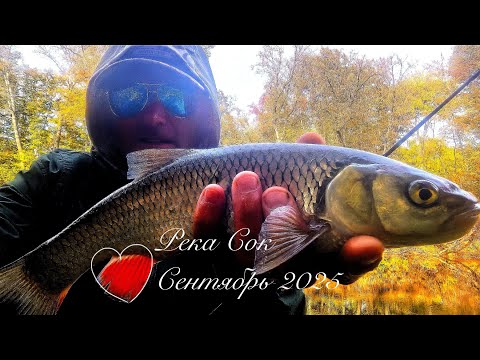 Видео: 2 октября 2025 г.