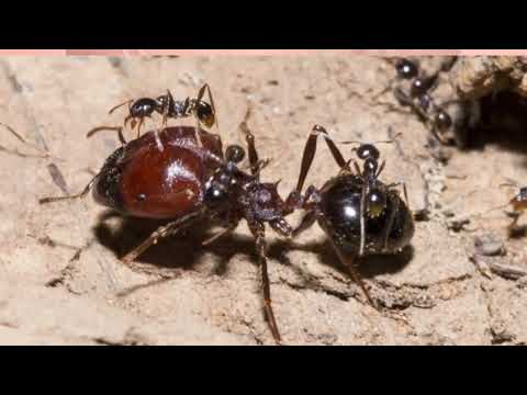 Видео: Всё о феях, для новичков ; )