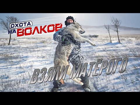 Видео: Охота на волков! стая из 5 волков!wolf hunting
