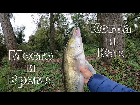 Видео: Судак Где Когда и на Что??? Место Время Проводка!!!