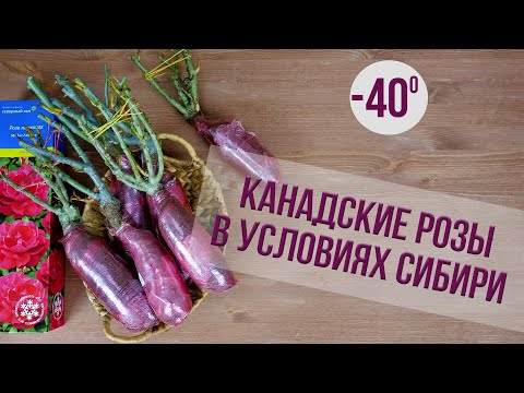 Видео: Канадские розы. Морозоустойчивые сорта для Сибири