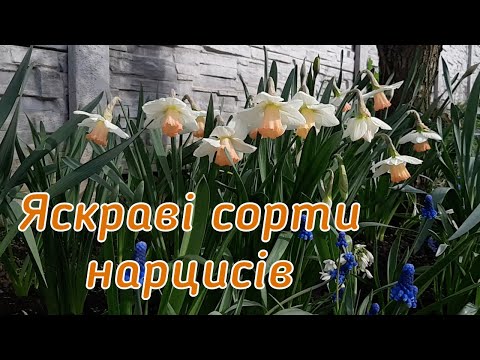 Видео: Моя колекція нарцисів. Огляд сортів