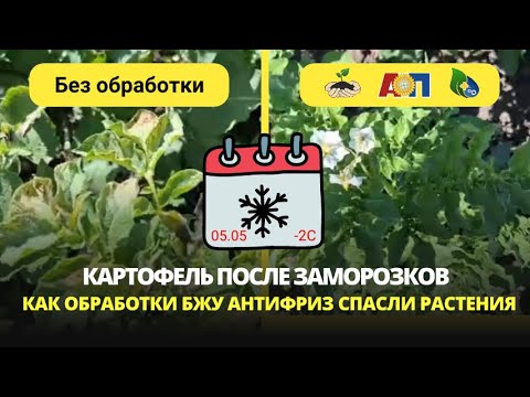 Видео: Картофель после заморозков без повреждений! Помогли обработки фитомодулятором БЖУ Антифриз