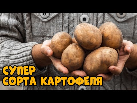 Видео: Два урожая картофеля за лето РЕАЛЬНО! Ранние сорта картофеля
