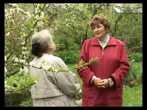 Видео: Сад и огород. Примулы.