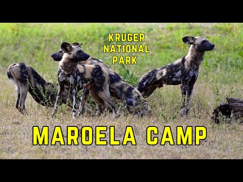 Видео: Лагерь-сателлит Мароэла, тихий уголок Крюгера