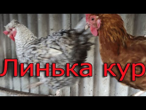 Видео: Как ускорить линьку у кур? Сколько длится линька