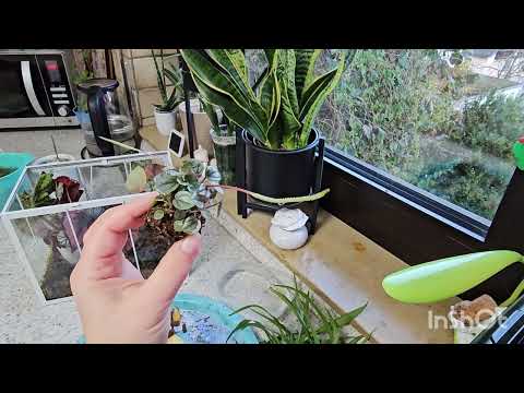 Видео: КОМНАТНЫЕ РАСТЕНИЯ #top #plants #цветы #garden #flowers #