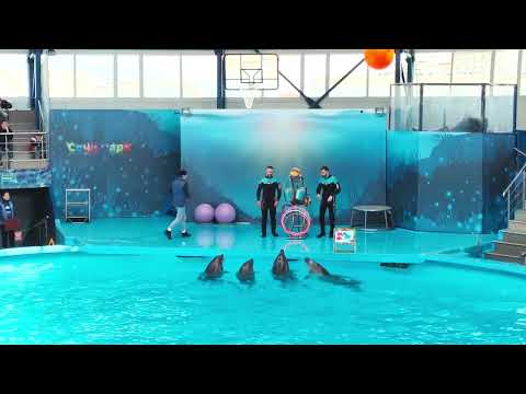 Видео: Дельфинарий, Сочи Парк, весна 2023