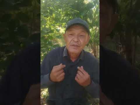 Видео: сынган кылыч  Мусулманкулдун  өлүмү  кыпчак балам тоого кач  кыргызым биз тарыхсыз эл эмесбиз