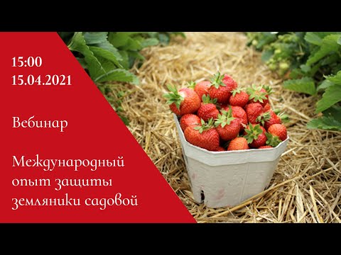 Видео: Международный опыт защиты земляники садовой