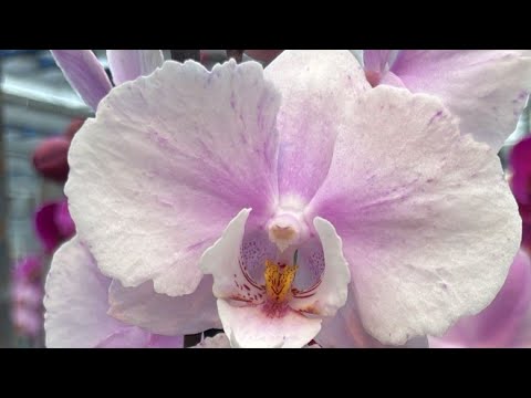 Видео: Новинки. ❄️Цветоносы подростков 🌬️🦋☺️ #фаленопсис #orchid #цветы #peloric #бабочка #орхидея 