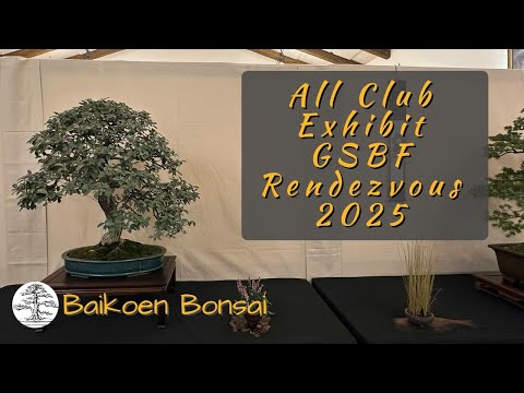Видео: Выставка всех клубов на GSBF Bonsai Rendezvous 2025 — Выставка бонсай — Baikoen Bonsai Club
