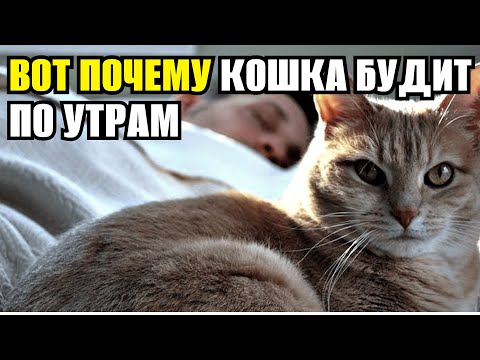 Видео: ПОЧЕМУ КОШКА БУДИТ ПО УТРАМ