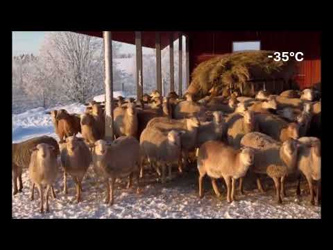 Видео: Катумские овцы и морозы. Ленинградская область, Всеволожский район, ООО СХП «Катумы»