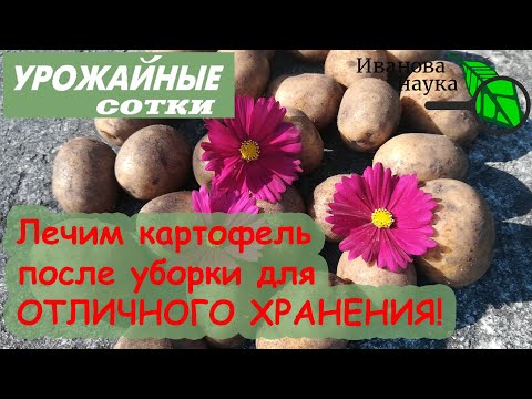 Видео: Обработка и лечение картофеля после уборки для длительного хранения.