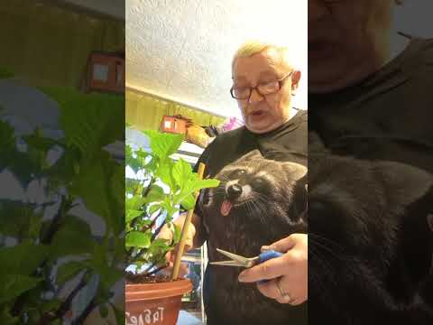 Видео: Эксперимент часть 4.Укореняю Таблетензию в приформы Джиффи.