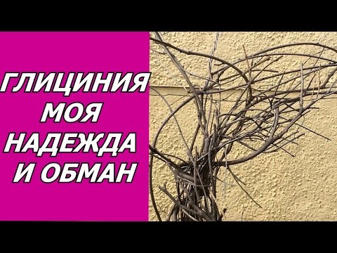 Видео: Глициния - моя надежда и обман.