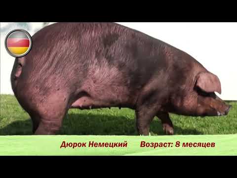 Видео: Племенные свиньи породы "Дюрок"