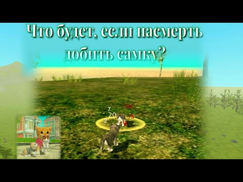 Видео: • Что будет, если насмерть добить самку 2 LVL в начале игры? • Cat Sim