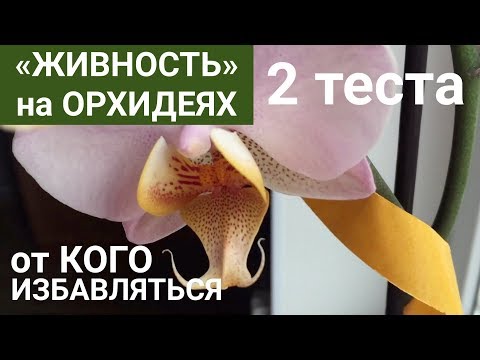 Видео: тест ОРХИДЕИ на "живность" кого нашел?