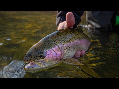Видео: В РЕЧКЕ ПО-КОЛЕНО ПОЛНО РЫБЫ! ТРОФЕЙНАЯ ДИКАЯ ФОРЕЛЬ!