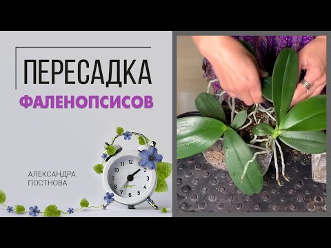 Видео: Пересадка фаленопсисов | Какой грунт подобрать | Как размножаются фаленопсисы