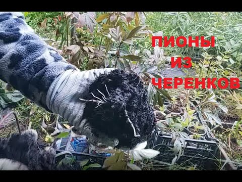 Видео: Результат черенкования пионов