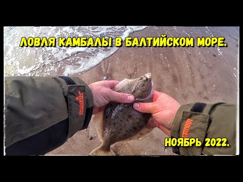 Видео: ЛОВЛЯ КАМБАЛЫ С БЕРЕГА В БАЛТИЙСКОМ МОРЕ. Нежданные гости в ночи. Ноябрь 2022. Vlad TV.