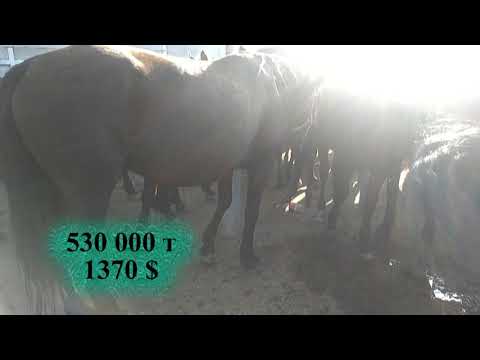 Видео: Тараз мал базары 22 09 2019 Таразский скотный рынок