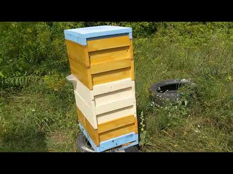 Видео: Рогатий вулик з ППУ в кінці сезону