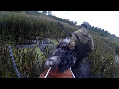 Видео: Охота с русскими спаниелями на утку