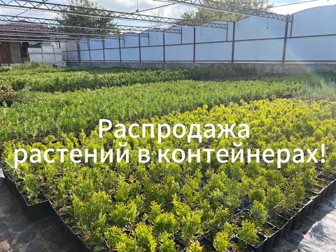 Видео: 🌳РАСПРОДАЖА ДЕКОРАТИВНЫХ РАСТЕНИЙ В КОНТЕЙНЕРАХ (Смарагд, Голден Смарагд, блю эроу, янтарь, самшит)🌳