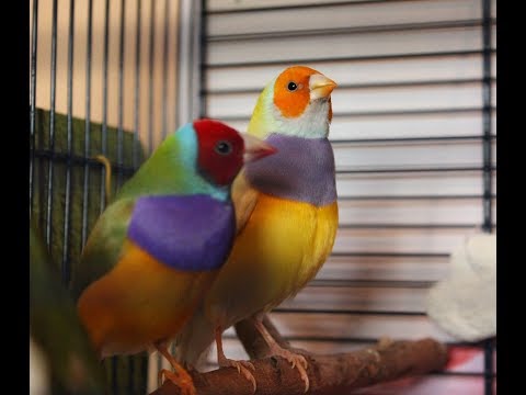Видео: Часть 3. Мутации и генетика амадин гульда. Однофакторные и двухфакторные самцы
